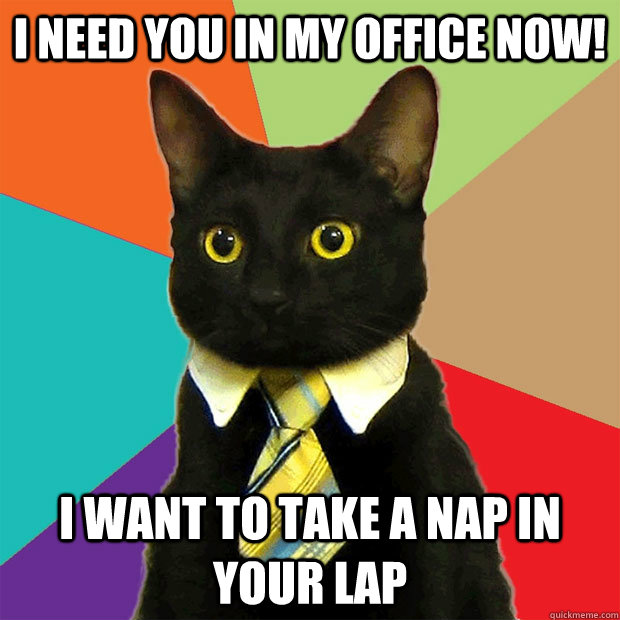 I need you in my office now! i want to take a nap in your lap - I need you in my office now! i want to take a nap in your lap  Business Cat