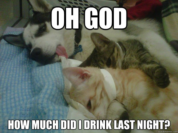 OH god How much did i drink last night? - OH god How much did i drink last night?  Misc