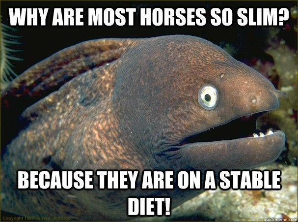 Why are most horses so slim? Because they are on a stable diet!  Bad Joke Eel