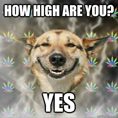 How high are you? yes - How high are you? yes  Stoner Dog