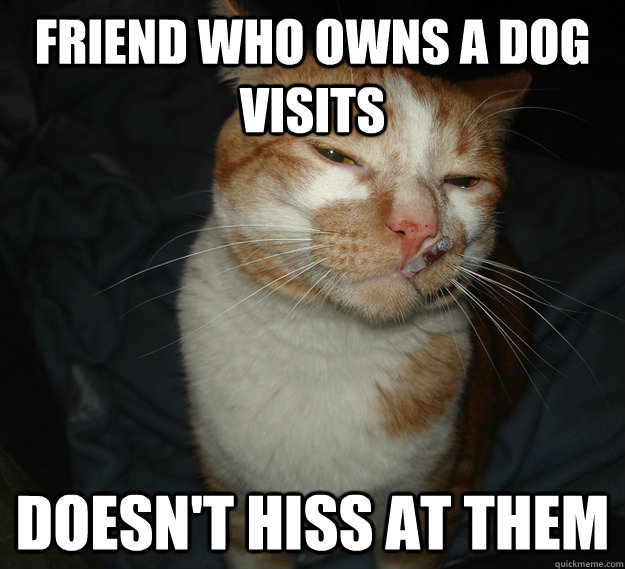 friend who owns a dog visits doesn't hiss at them  Cool Cat Craig