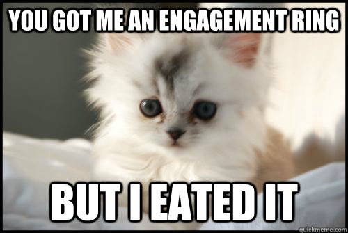 You got me an engagement ring But i eated it  cute kitten