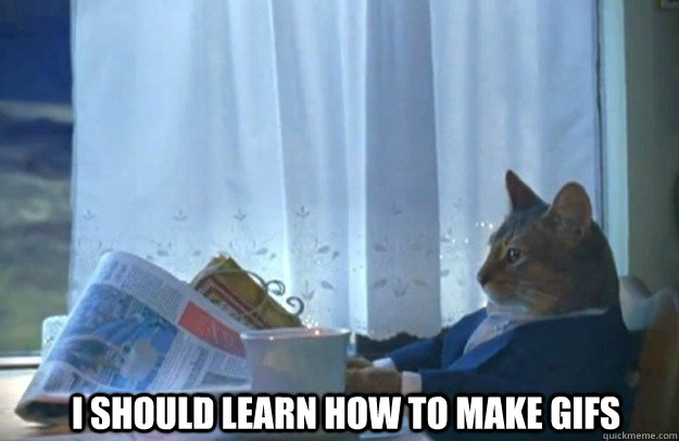 I should learn how to make gifs  Sophisticated Cat