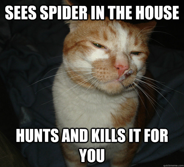Sees spider in the house Hunts and kills it for you  Cool Cat Craig