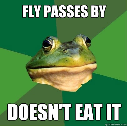 fly passes by doesn't eat it  Foul Bachelor Frog