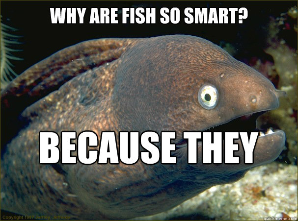 Why are fish so smart? because they live in schools  Bad Joke Eel