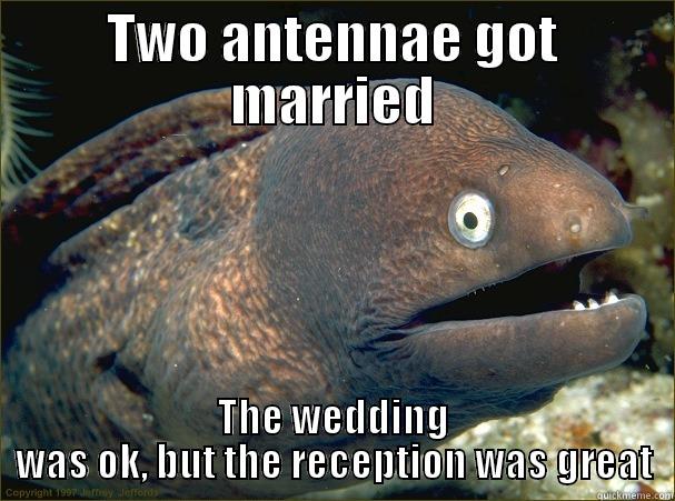 TWO ANTENNAE GOT MARRIED THE WEDDING WAS OK, BUT THE RECEPTION WAS GREAT Bad Joke Eel