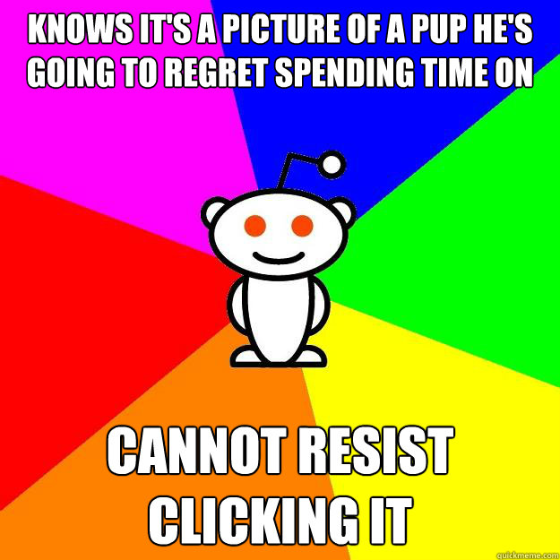 knows it's a picture of a pup he's going to regret spending time on cannot resist clicking it  Reddit Alien