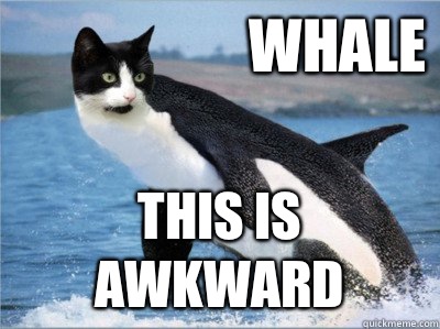 WHALE THIS IS AWKWARD - WHALE THIS IS AWKWARD  whale this is awkward