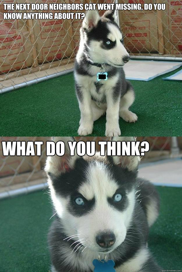 the next door neighbors cat went missing, do you know anything about it? what do you think?  Insanity puppy