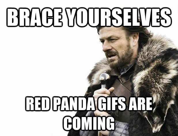 BRACE YOURSELVES  RED PANDA GIFS ARE COMING - BRACE YOURSELVES  RED PANDA GIFS ARE COMING  Misc