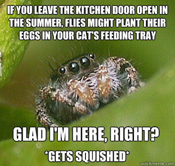 if you leave the kitchen door open in the summer, flies might plant their eggs in your cat's feeding tray glad I'm here, right? *gets squished*  Misunderstood Spider