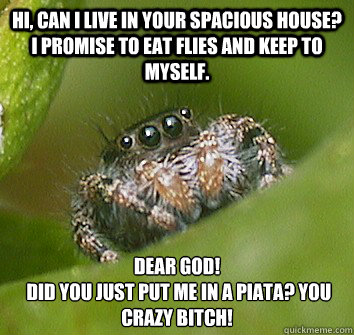 Hi, can i live in your spacious house? I promise to eat flies and keep to myself. dear god!
 did you just put me in a Piñata? you crazy bitch!  Misunderstood Spider