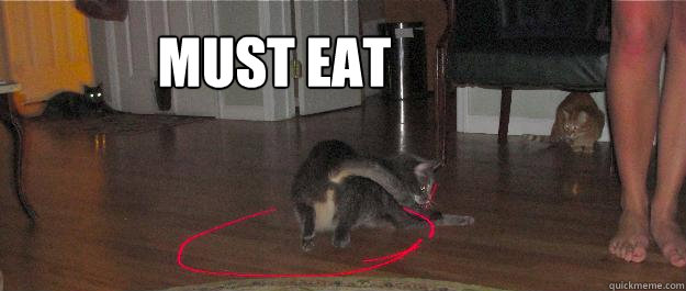 Must eat  Laser Cats