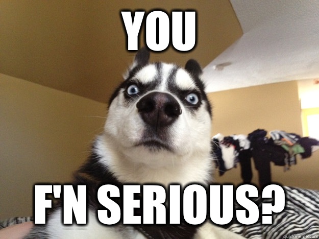 you f'n serious? - you f'n serious?  angry husky