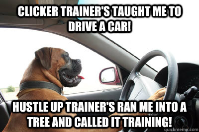 CLICKER TRAINER'S TAUGHT ME TO DRIVE A CAR! HUSTLE UP TRAINER'S RAN ME INTO A TREE AND CALLED IT TRAINING!  
