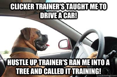 CLICKER TRAINER'S TAUGHT ME TO DRIVE A CAR! HUSTLE UP TRAINER'S RAN ME INTO A TREE AND CALLED IT TRAINING!  Dog driving