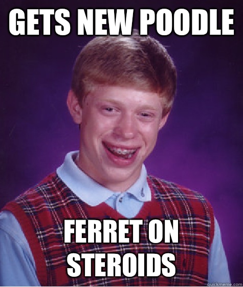 Gets new poodle Ferret on steroids  Bad Luck Brian