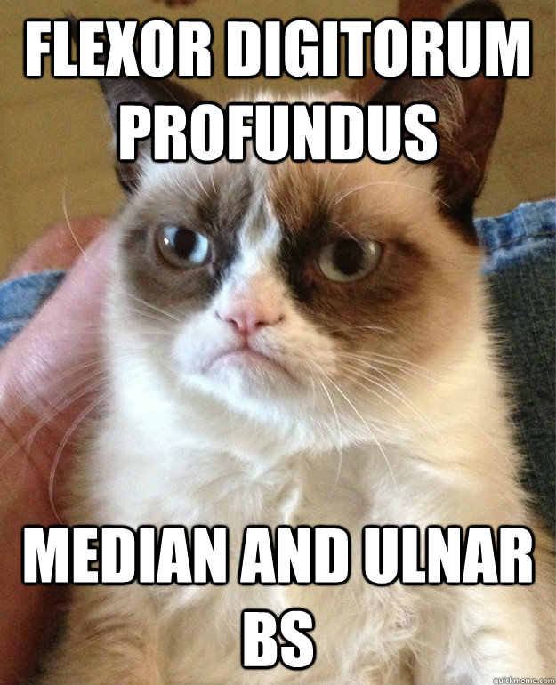 Flexor Digitorum Profundus median and ulnar BS  Grumpy Cat