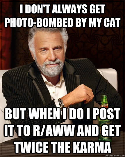 I don't always get photo-bombed by my cat but when i do i post it to r/aww and get twice the karma  The Most Interesting Man In The World