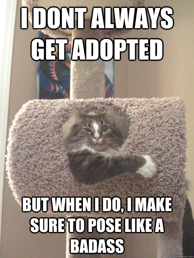 I dont always get adopted But when i do, i make sure to pose like a badass - I dont always get adopted But when i do, i make sure to pose like a badass  I Dont always cat