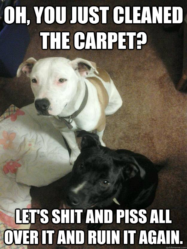 oh, you just cleaned the carpet? Let's shit and piss all over it and ruin it again. - oh, you just cleaned the carpet? Let's shit and piss all over it and ruin it again.  Bad Dogs