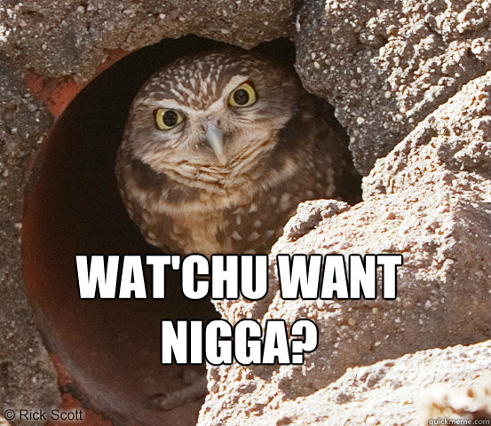 Wat'chu want 
nigga? - Wat'chu want 
nigga?  Angry Owl