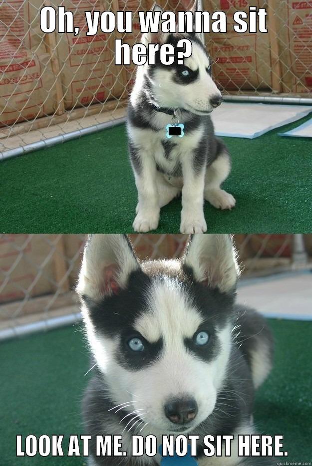 You wanna sit? - OH, YOU WANNA SIT HERE? LOOK AT ME. DO NOT SIT HERE.  Insanity puppy