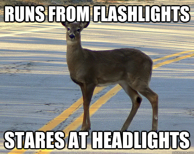 Runs from flashlights stares at headlights  