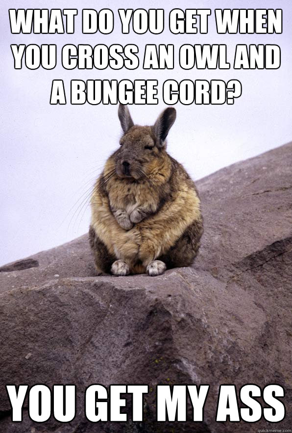 What do you get when you cross an owl and a bungee cord? you get my ass  Wise Wondering Viscacha