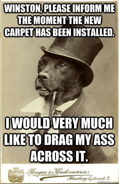 winston, please inform me the moment the new carpet has been installed. i would very much like to drag my ass across it. - winston, please inform me the moment the new carpet has been installed. i would very much like to drag my ass across it.  Old Money Dog