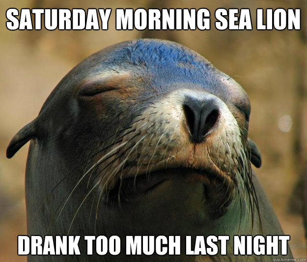 saturday morning sea lion drank too much last night  Saturday Morning Sea Lion