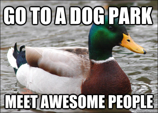 Go to a dog park meet awesome people  Actual Advice Mallard