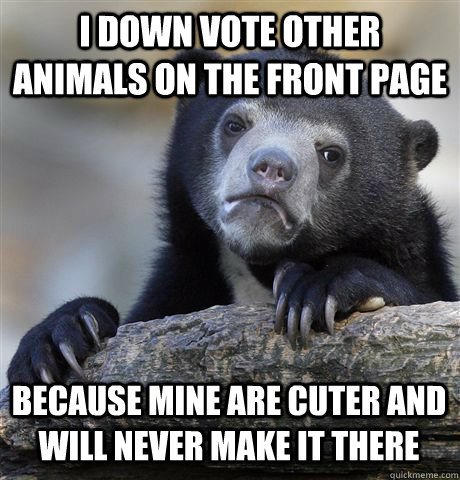 I DOWN VOTE OTHER ANIMALS ON THE FRONT PAGE BECAUSE MINE ARE CUTER AND WILL NEVER MAKE IT THERE - I DOWN VOTE OTHER ANIMALS ON THE FRONT PAGE BECAUSE MINE ARE CUTER AND WILL NEVER MAKE IT THERE  Confession Bear