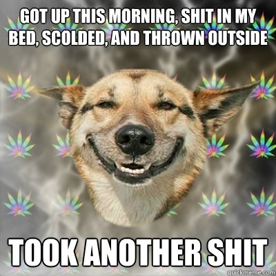 Got up this morning, shit in my bed, scolded, and thrown outside took another shit  Stoner Dog