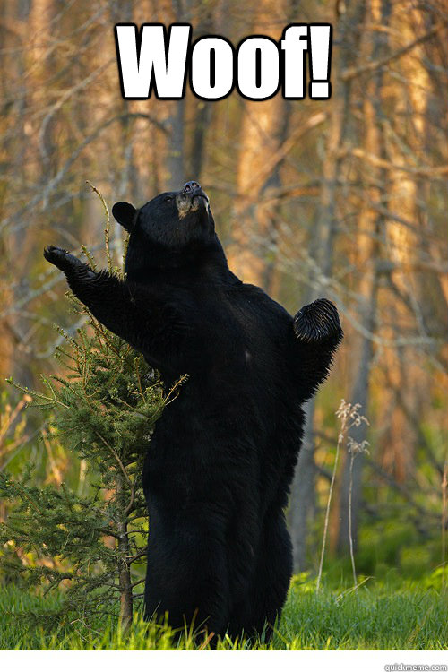 Woof!
   Fabulous Bear