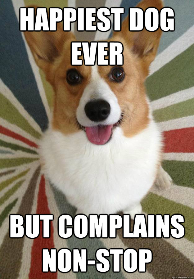 Happiest Dog Ever But complains non-stop  Happy Corgi
