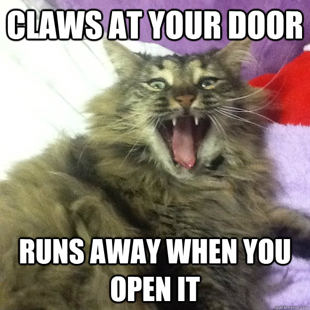 claws at your door runs away when you open it - claws at your door runs away when you open it  Crackhead cat