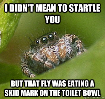 I didn't mean to startle you but that fly was eating a skid mark on the toilet bowl  Misunderstood Spider
