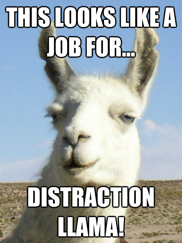 This looks like a job for... Distraction Llama!  Distraction Llama