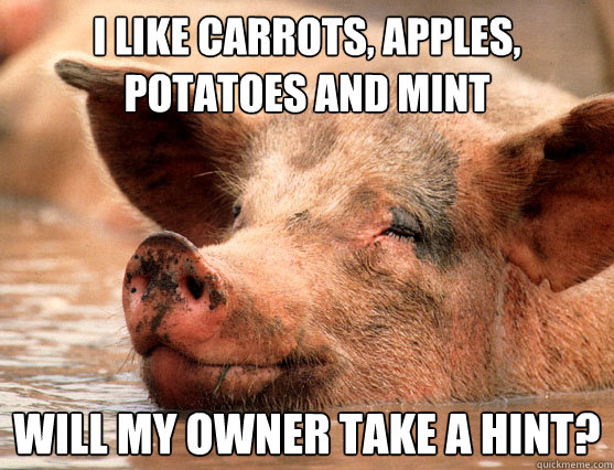 i like carrots, apples, potatoes and mint will my owner take a hint?  Stoner Pig