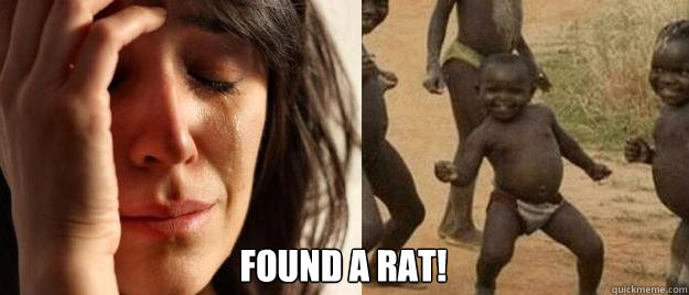  found a rat!  First World Problems  Third World Success
