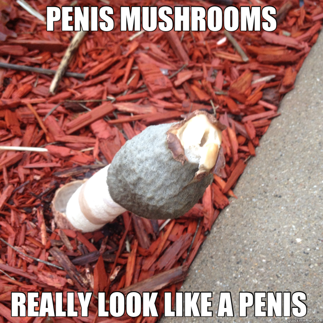 PENIS MUSHROOMS REALLY LOOK LIKE A PENIS  - PENIS MUSHROOMS REALLY LOOK LIKE A PENIS   penis mushroom