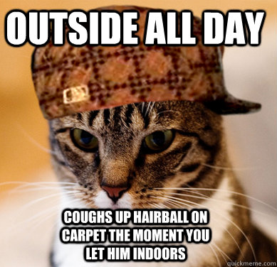 Outside all day coughs up hairball on carpet the moment you let him indoors  Scumbag Cat