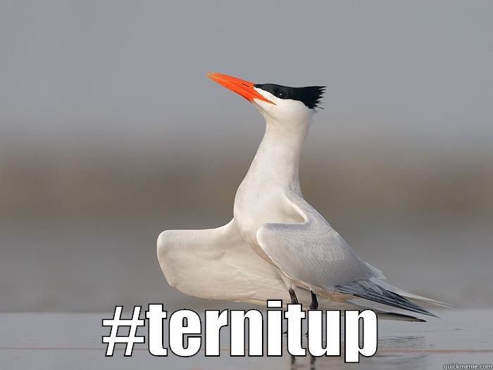  #TERNITUP Misc