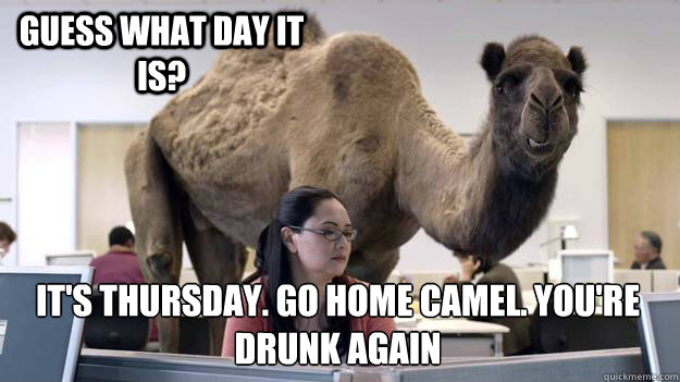 Guess what day it is? It's Thursday. Go home camel. You're drunk again  Hump Day Camel