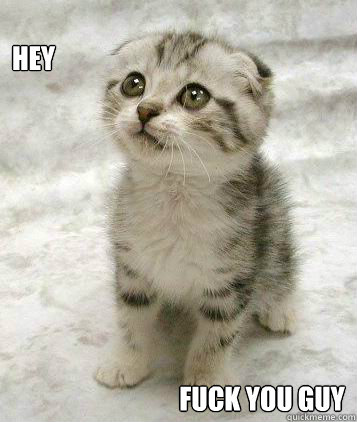 hey fuck you guy  swearing cat