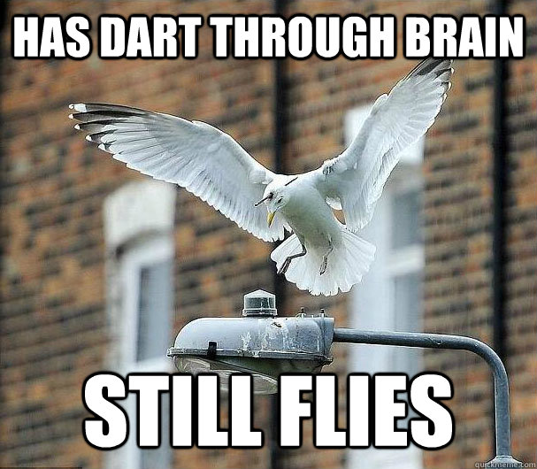 Has dart through brain Still flies  Resilient Beach Chicken