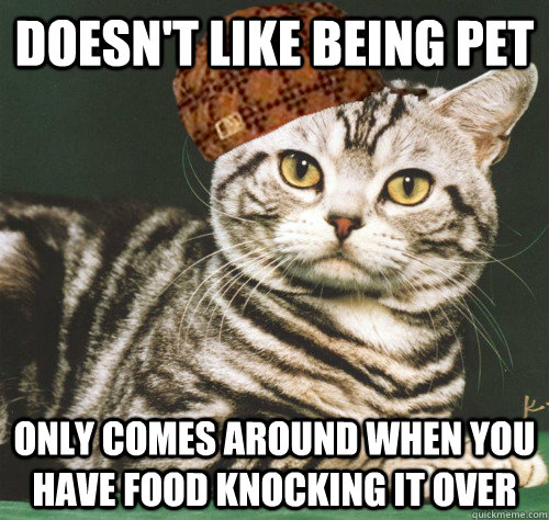 Doesn't like being pet Only comes around when you have food knocking it over  Scumbag Cat