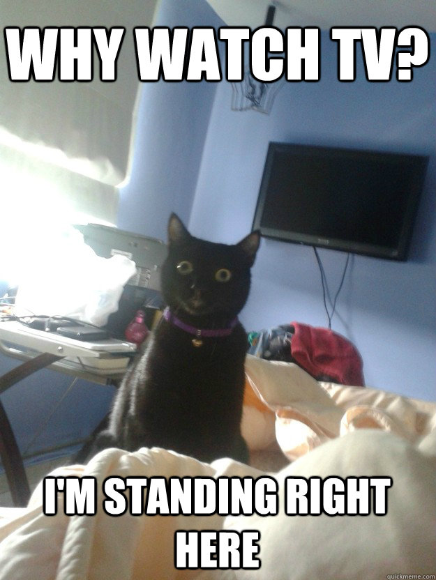 why watch tv? i'm standing right here - why watch tv? i'm standing right here  overly attached cat
